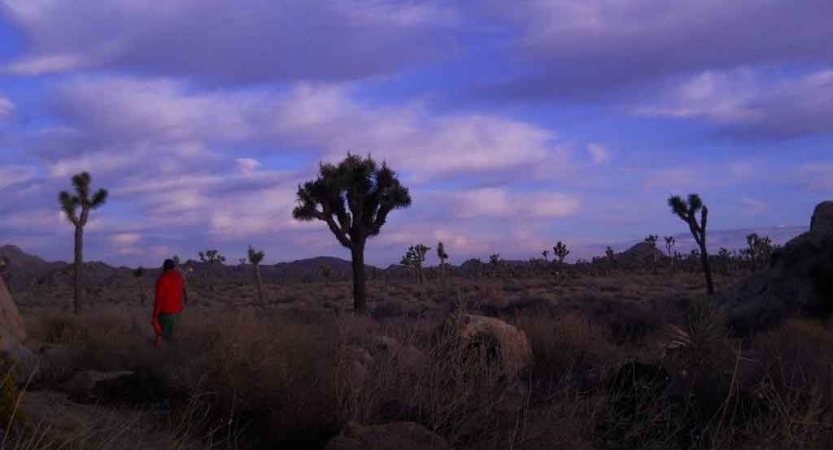 A person stands beside a joshua tree under purple skies